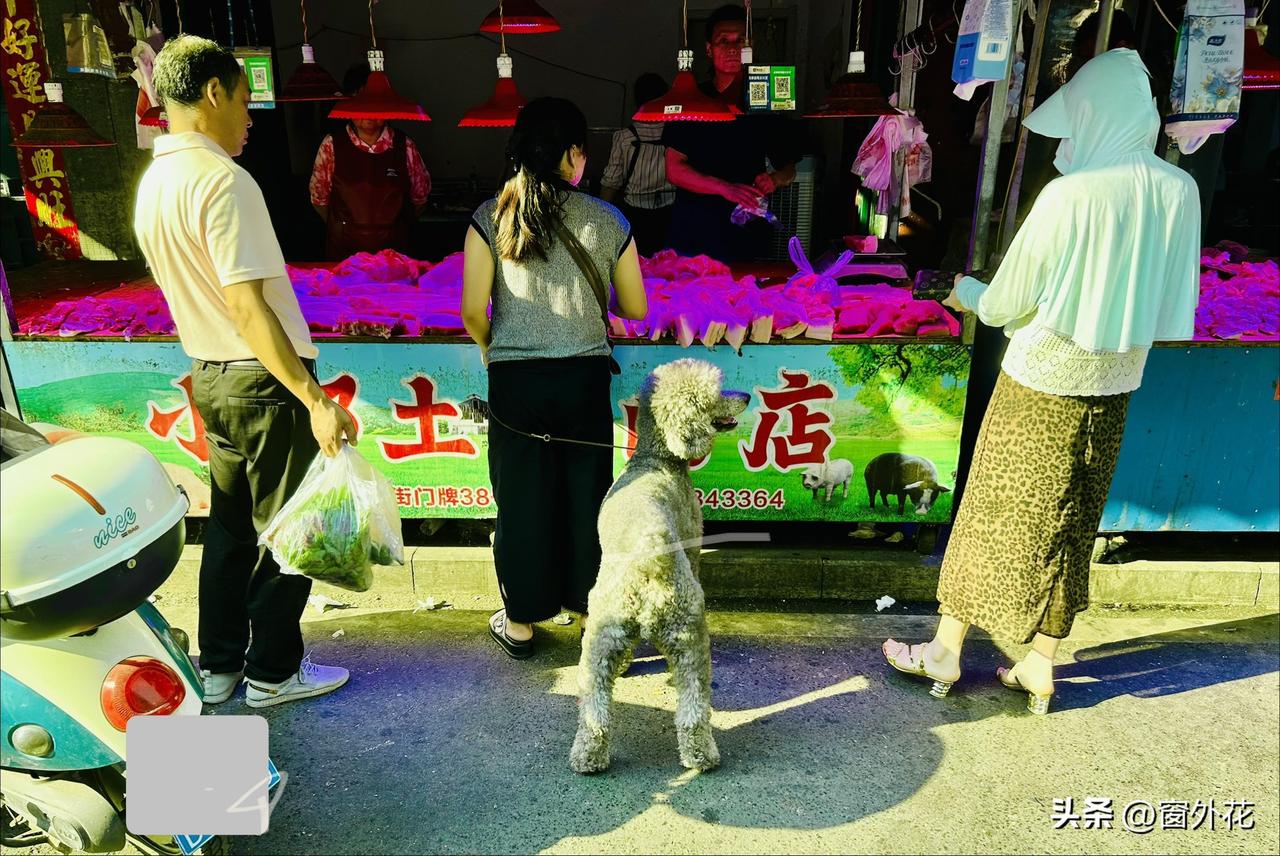 猪肉摊旁虎视眈眈的大型犬（随手拍）。今早去菜市场买菜，突然瞧见一位顾客正在买肉，