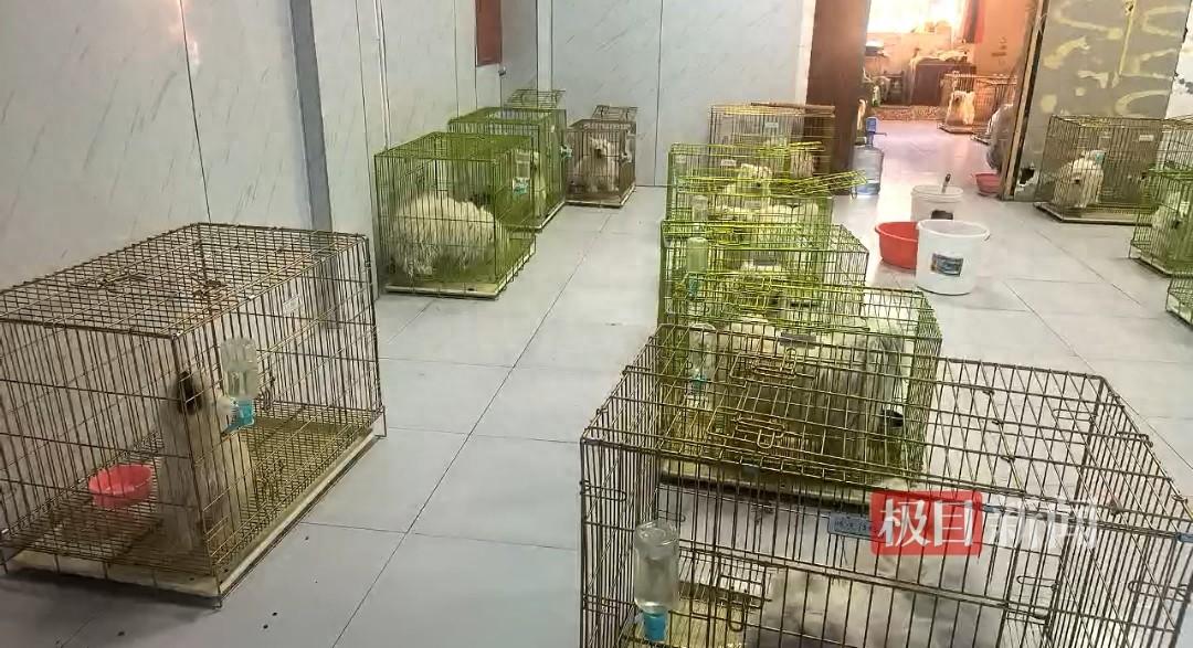 “被做局了！”辽宁鞍山，一名犬舍老板从熟人手里，花了178.7万元买了36只“纯