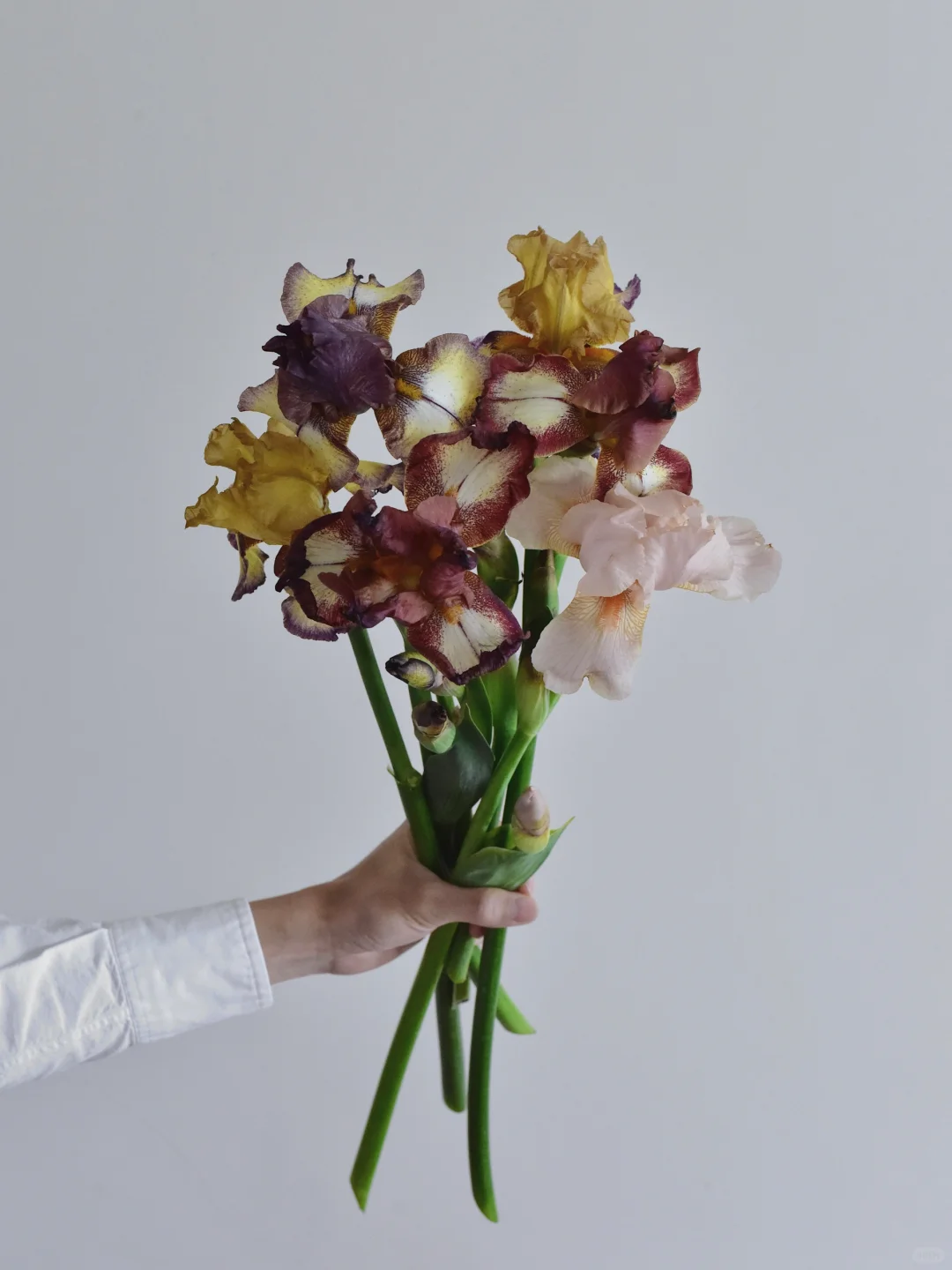 德鸢·复古色混