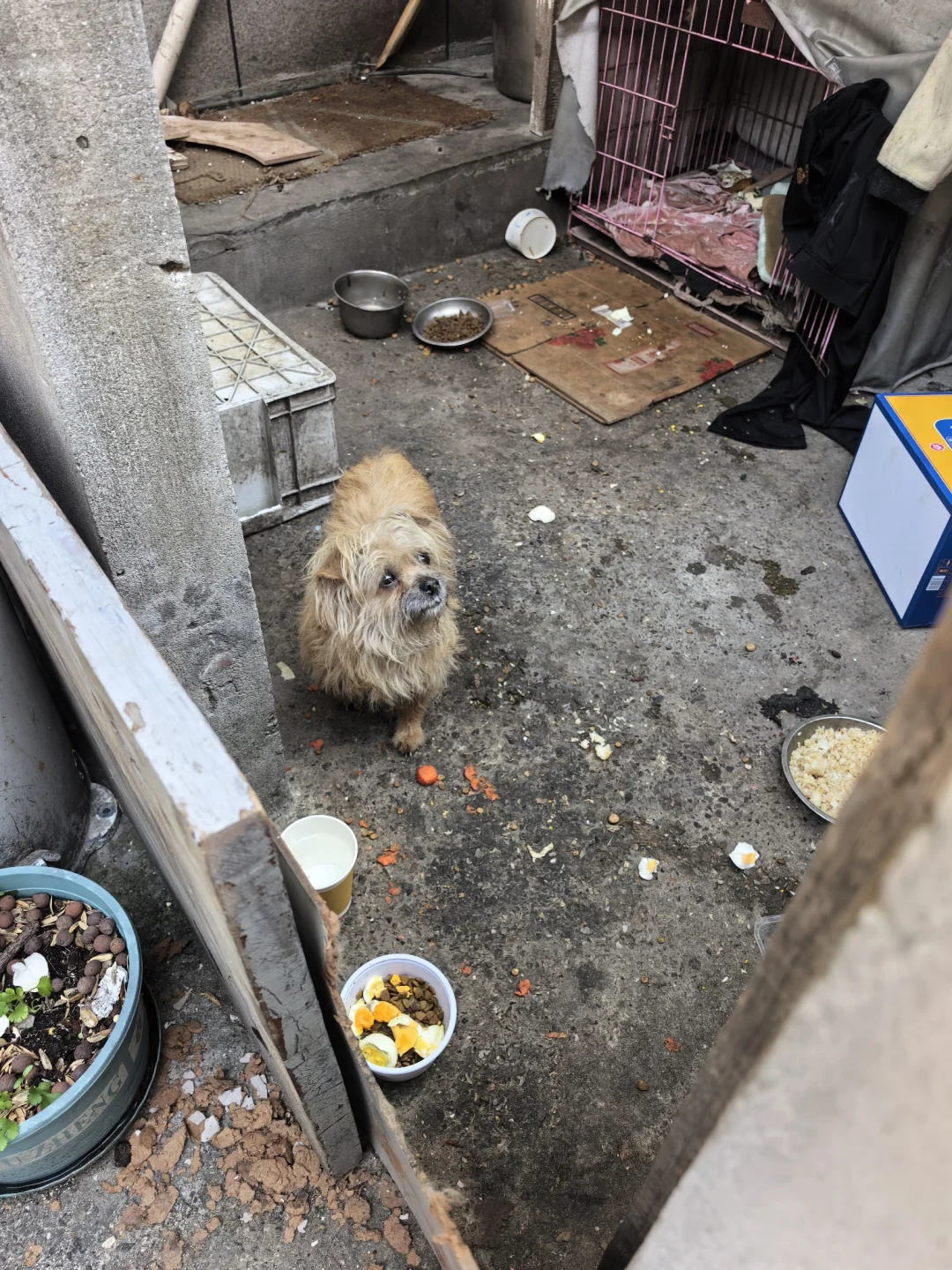 你主人走了，留下你守这个狗别墅了！