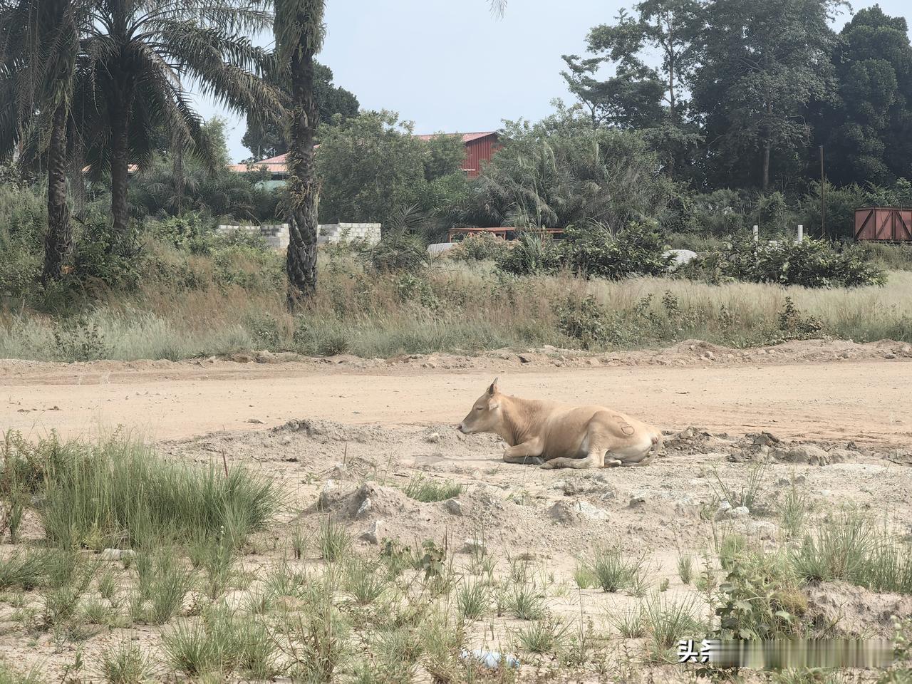 有的牛马，一刻不得闲，有的牛马，是真悠闲
