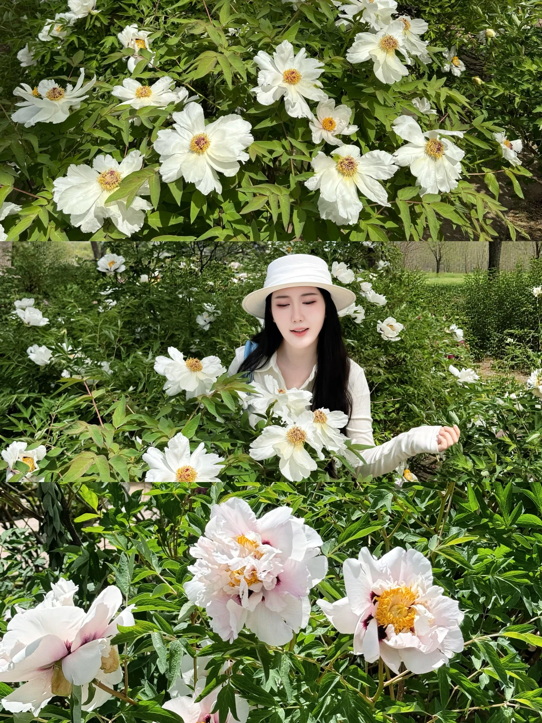 兰州牡丹花开了！！“花开富贵”都在这了🥰