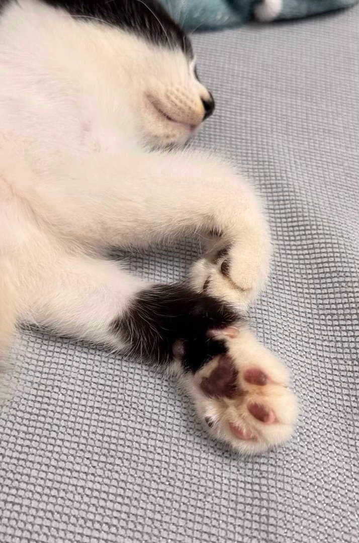 我睡觉了，我再坏也是昨天的事了！daily奶牛猫 （投稿：） 