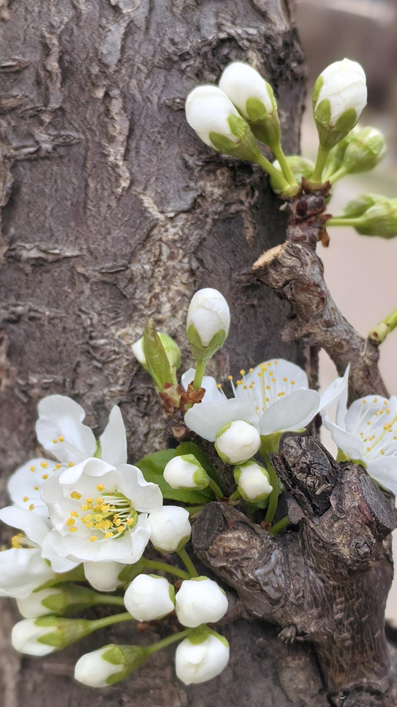 又是花花草草的一天
在路上随意的走
看到好看的花拍一拍
看到好看的草已拍