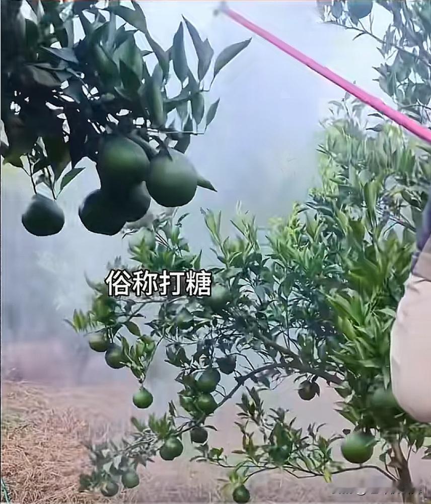 近日，有博主提醒：自然成熟的耙耙柑要2，3月份才能上市，目前上市的耙耙柑大多使用