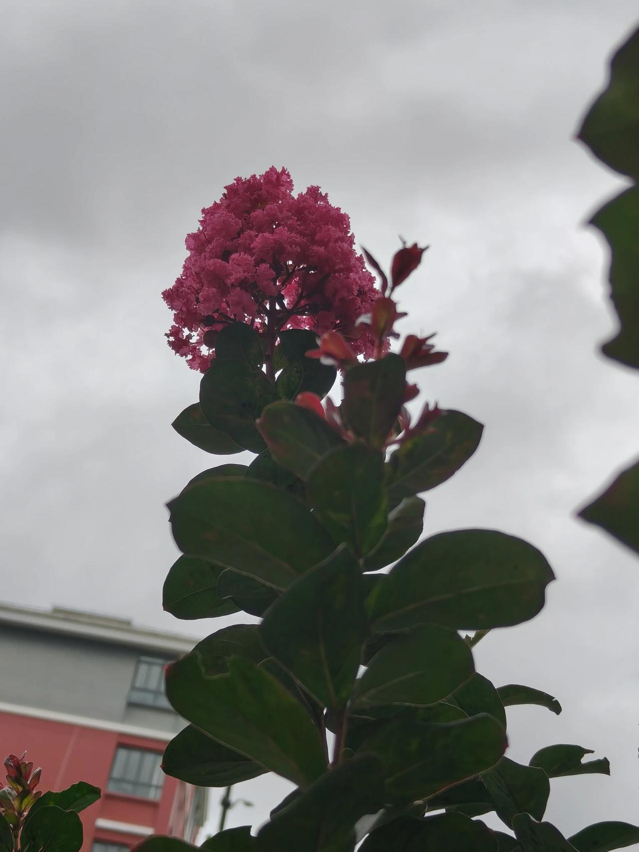 花草🌿日记~🌸🌸🌸🌸

好看的花花草草随手拍实景图分享！