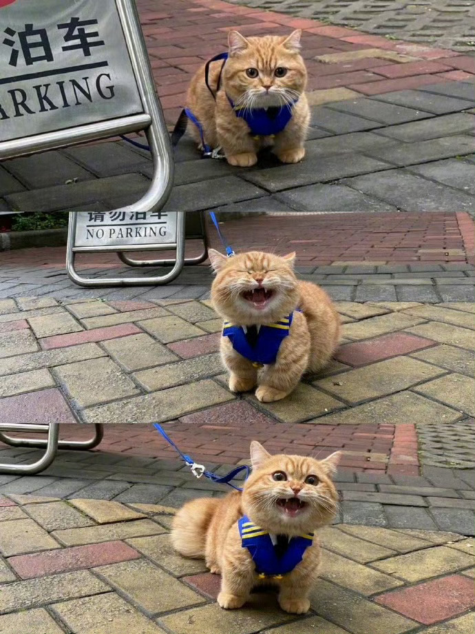 刷到小橘猫，你想要的好事全来到！ [送花花][送花花] 
