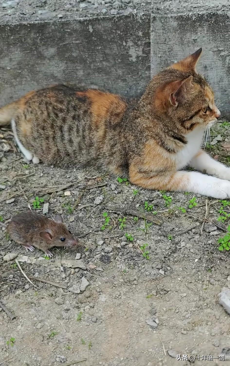 这是标准的猫戏鼠，但这只鼠死定了，和我小时候家养猫一样，装出对老鼠不感兴趣，莫不