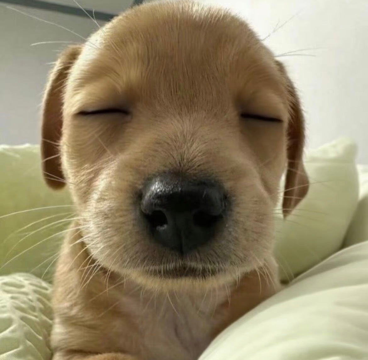 眠了眠了 