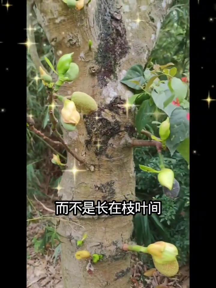 五彩田园菠萝密树干上的花果很美。
菠萝蜜的花果长在哪里您知道吗？菠萝蜜的花果是长
