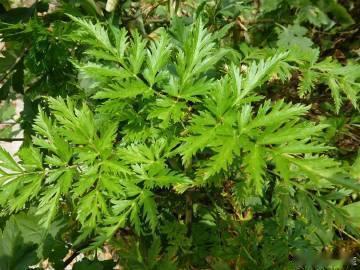 川芎，用量不同，所治病症各异：川芎：性味与归经：辛，温。归肝、胆、心包经。功效：