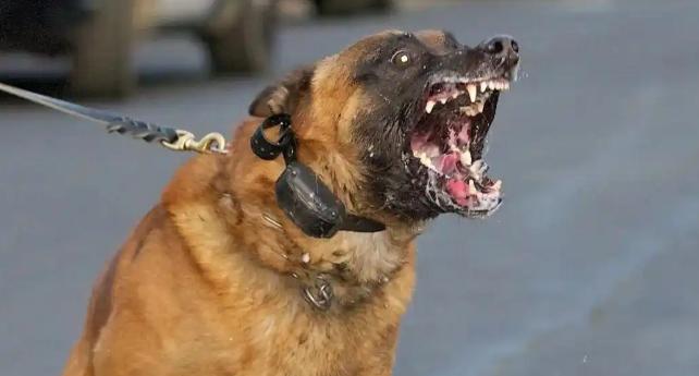 “必须严惩！”安徽淮北，男子养了6只烈犬不清理排泄物，邻居指责后两人结怨。一日他