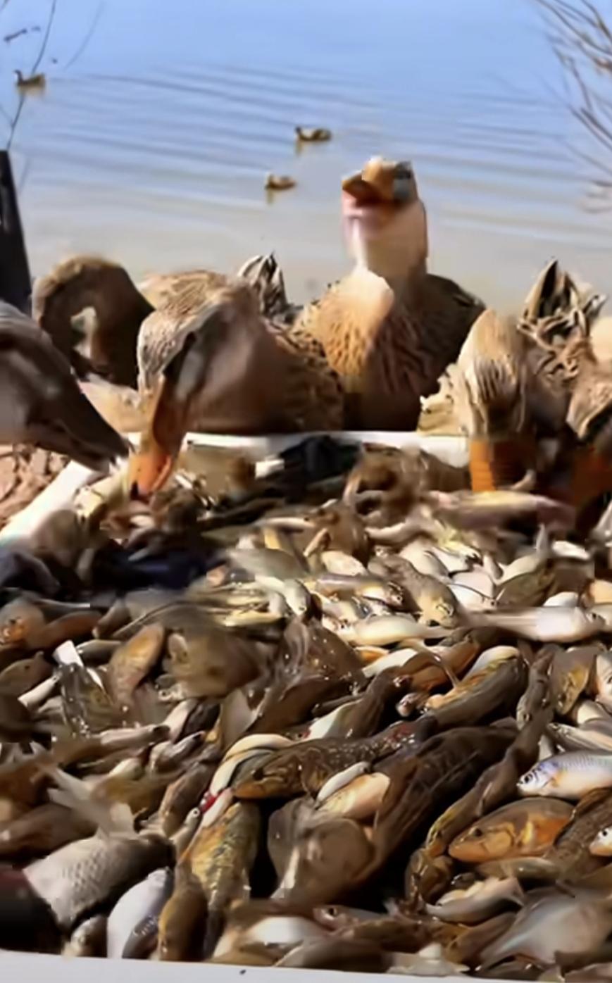 鸭子吃鱼多香啊.
