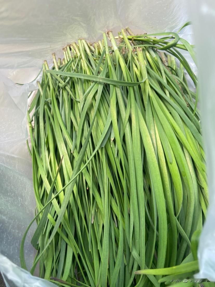 春天的小韭菜，比大棚里种植的要细，长度短！这样的小韭菜吃着香！特别有味道！还不辣