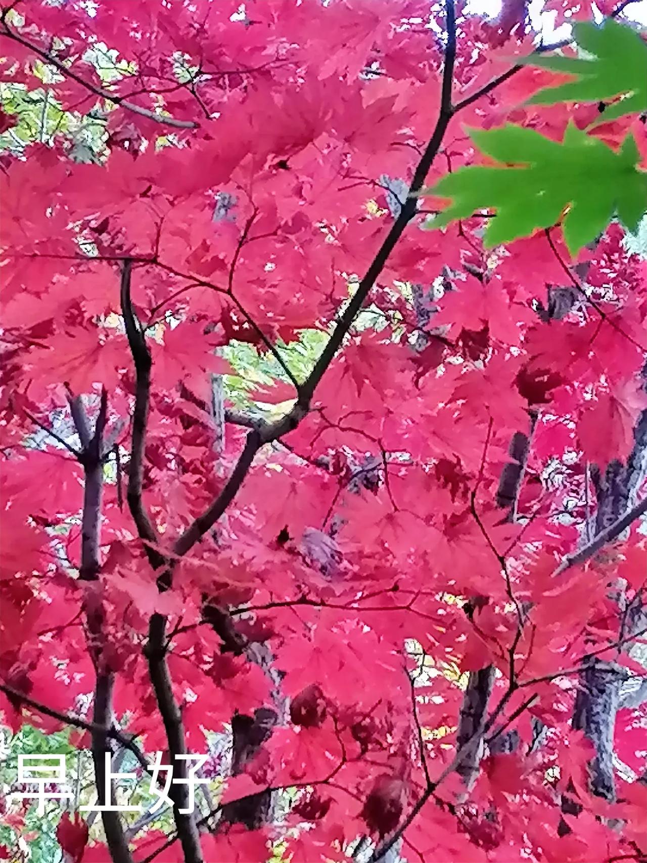 有花开就会有花落，一叶知秋，一生如酒。春有百花冬有雪，夏有凉风秋有月，无论哪个季