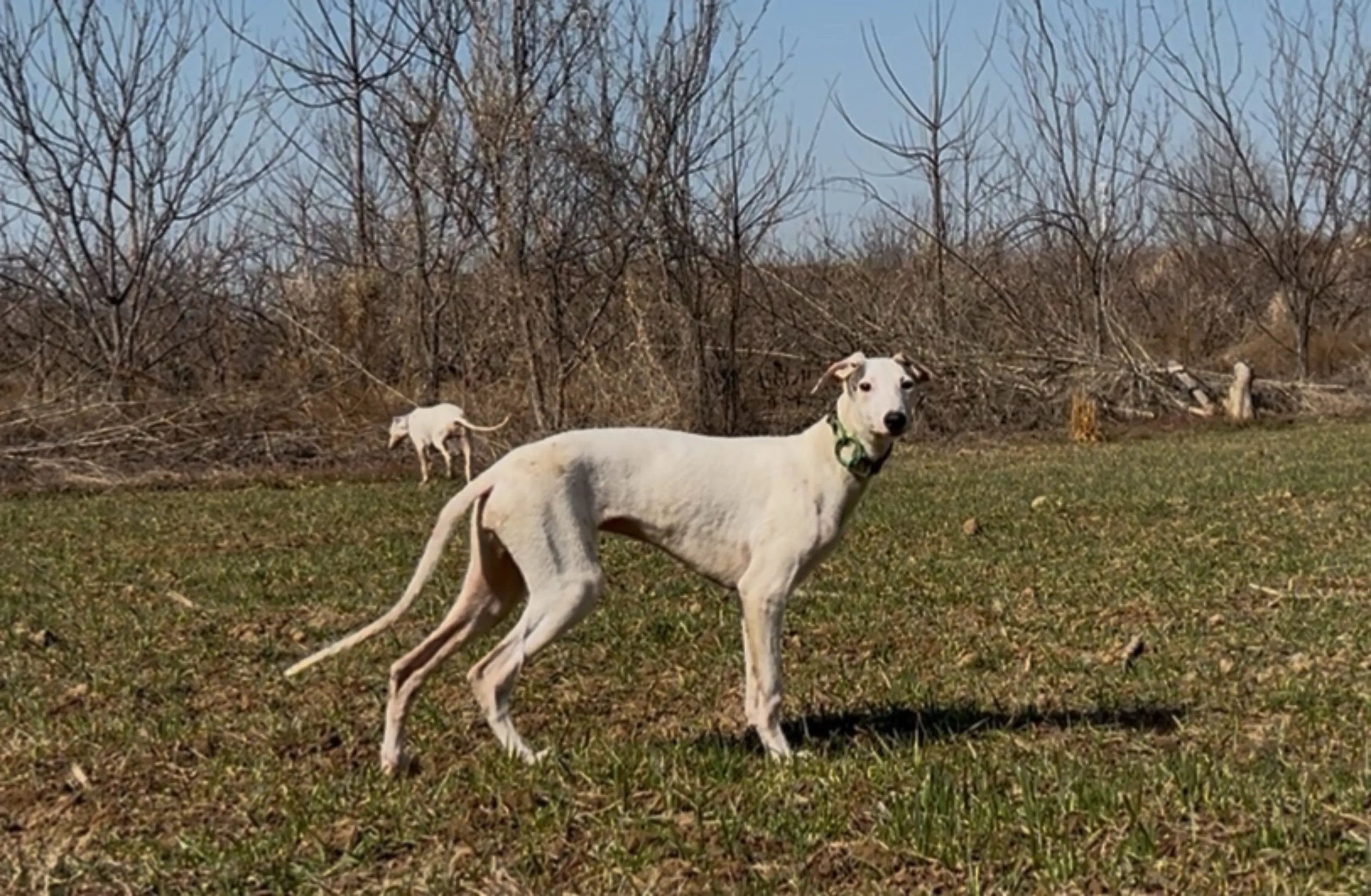 爱犬，山猫，四个月。老版灵缇