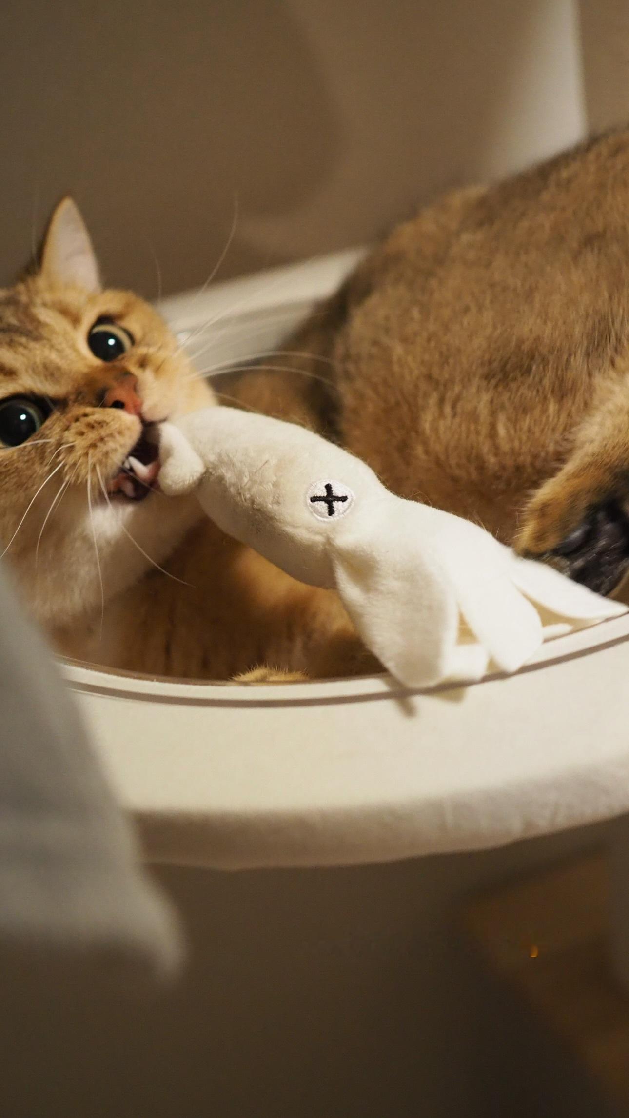 富田鈴花🚗  　suzygram ​​​