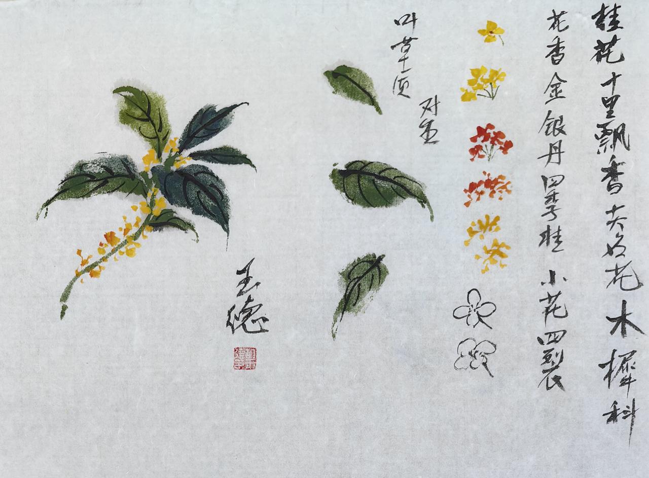 和我学国画胡玉德老师的桂花国画课稿，无疑是对这两句诗意境的精彩诠释。他以精湛的画