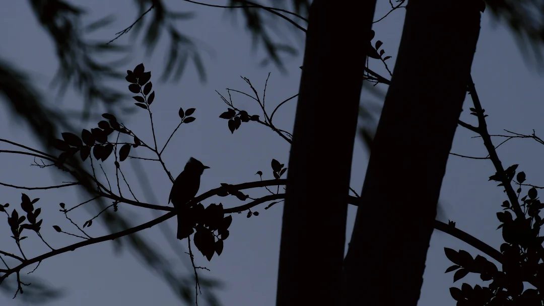 拍到了一张喜欢的照片