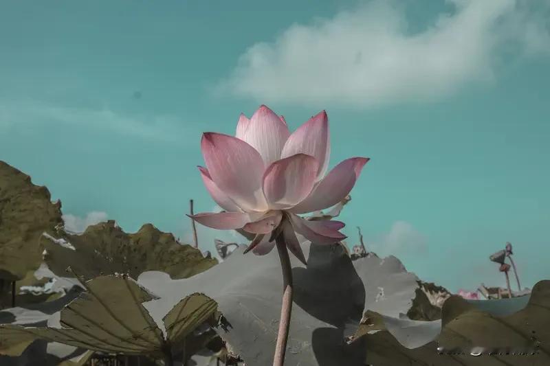 2026想学会的一件事 2026年，我特别想学会摄影。摄影可不只是按下快门那么简