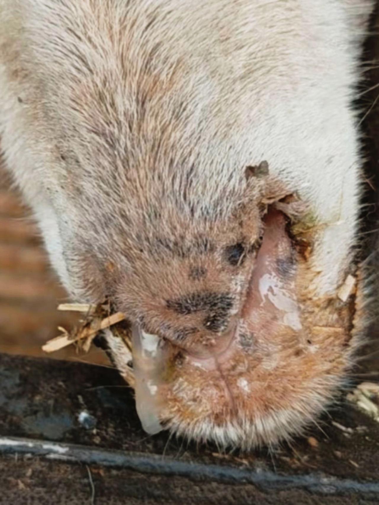 养羊人农村养羊 牛羊养殖