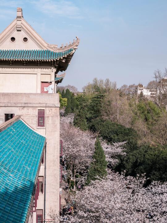 接下来的武大，将迎来一万次的春和景明！