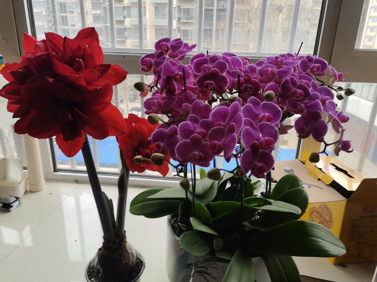 今日雪花飘
大雪要来到
瑞雪兆丰年
家家生活甜