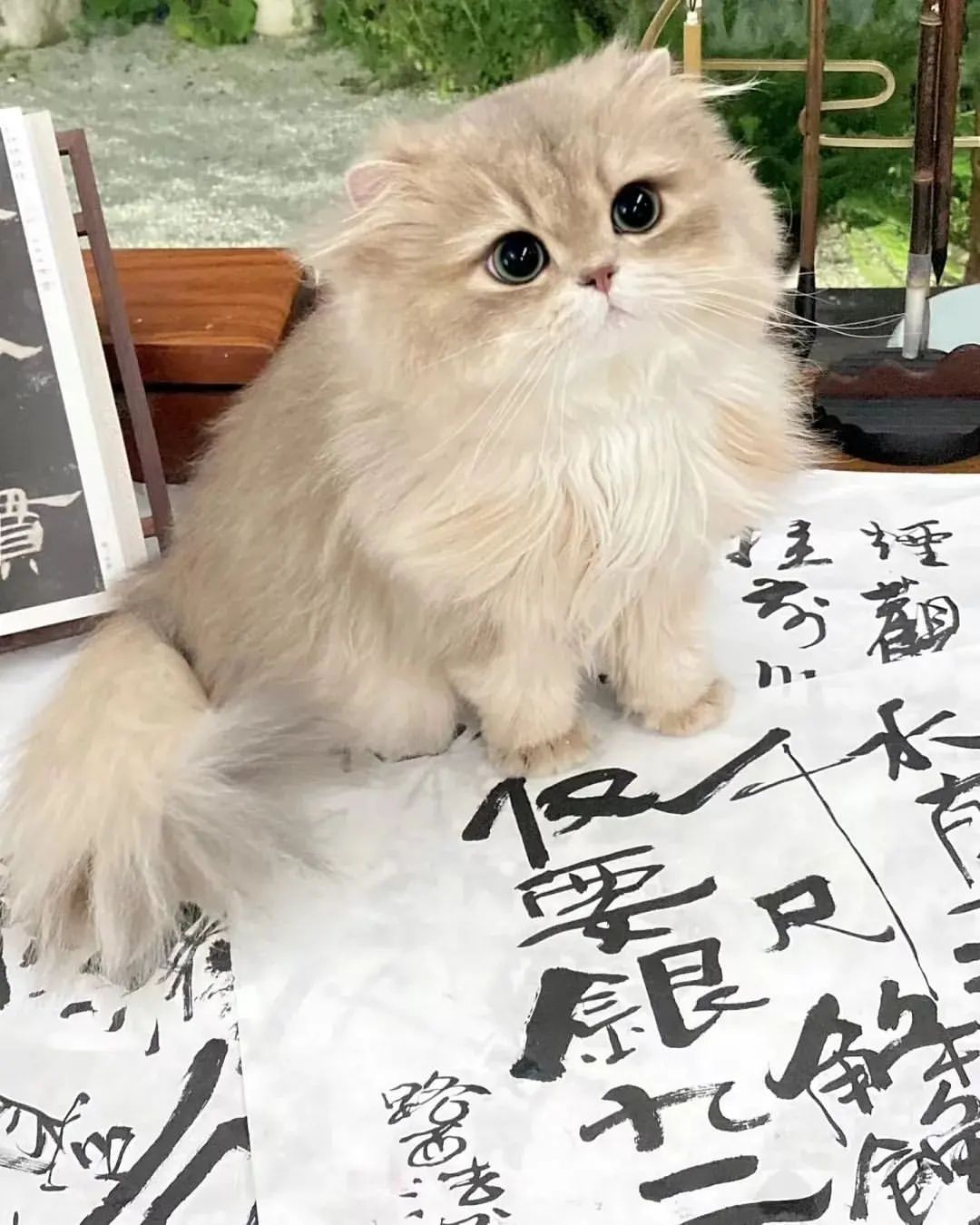 书香门第喵
