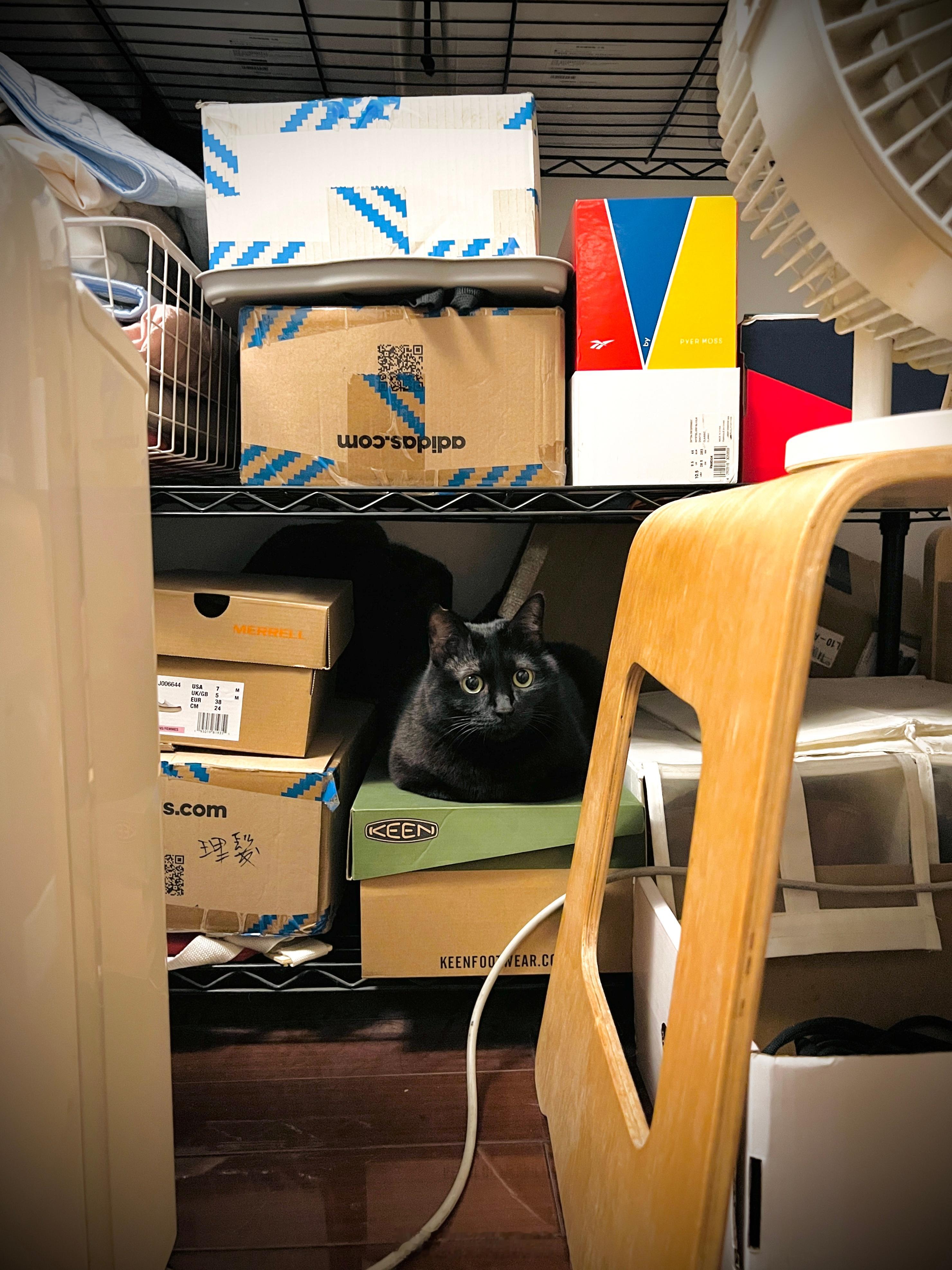 發現黑色油亮的小可愛一隻😍#蝦蝦不可以太可愛# ​​​