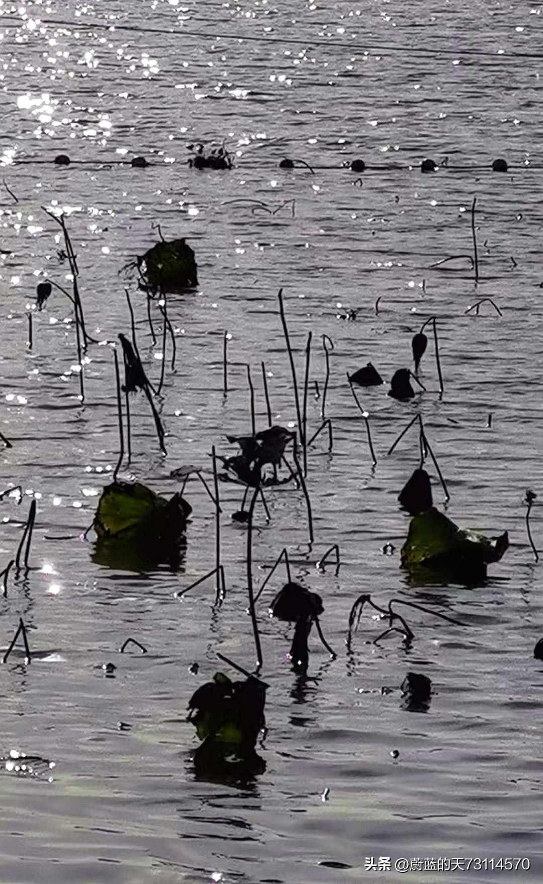 [玫瑰][玫瑰]漫步湖边，我被眼前的景象深深吸引。阳光洒落在湖面，泛起粼粼波光，