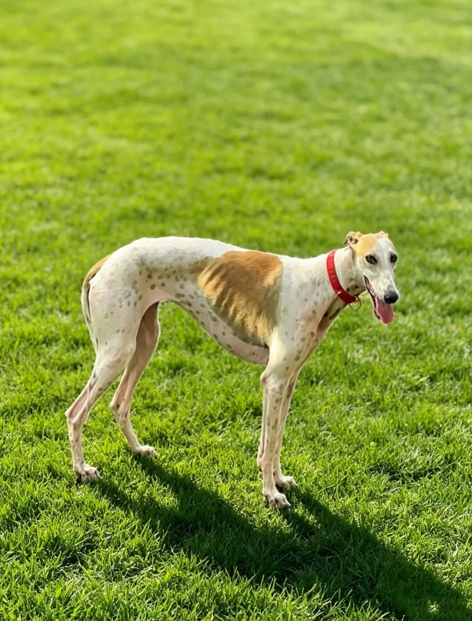 纯老板大灵缇、大扁枪、小头脑、爱犬花驹