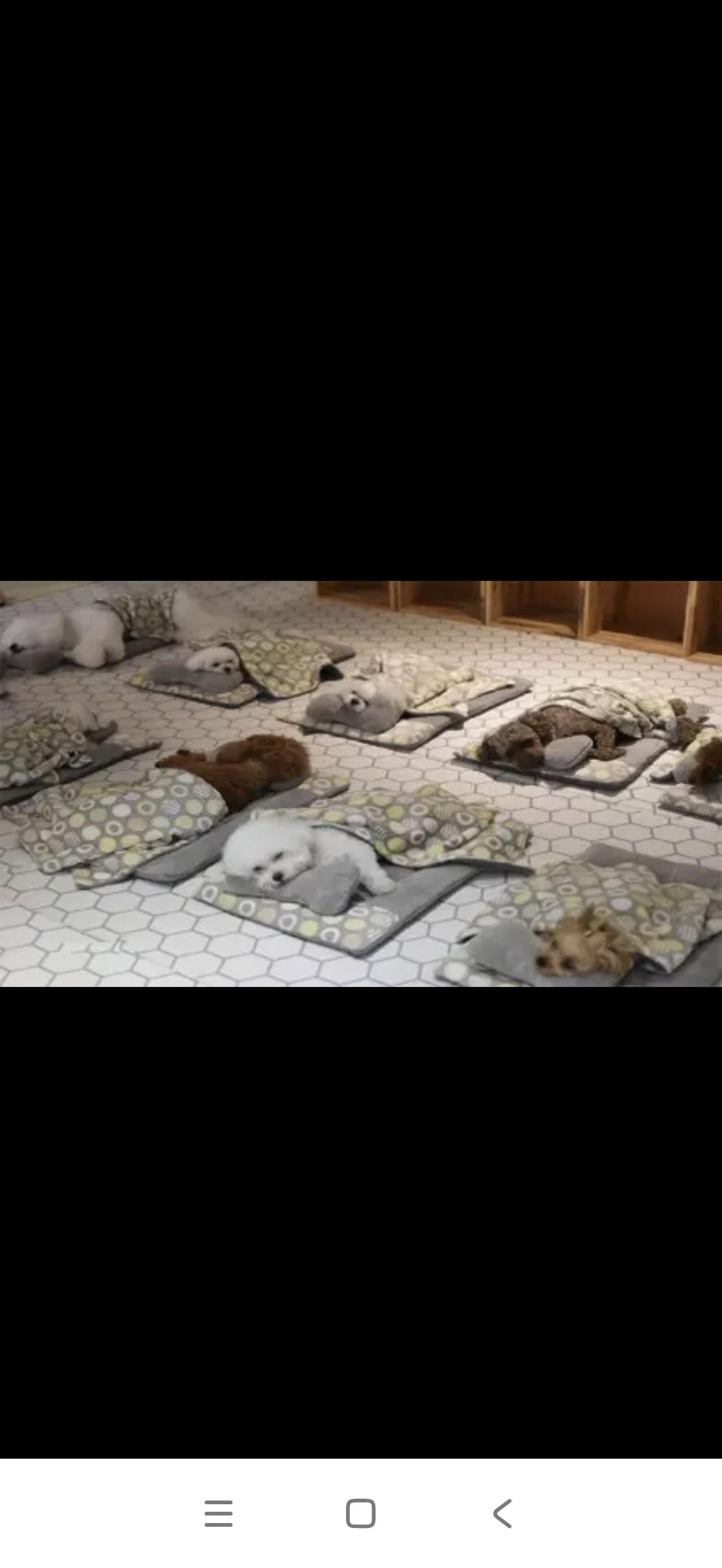 狗上幼儿园
             你怎么看
这些年，人口出生率降得厉害，好多