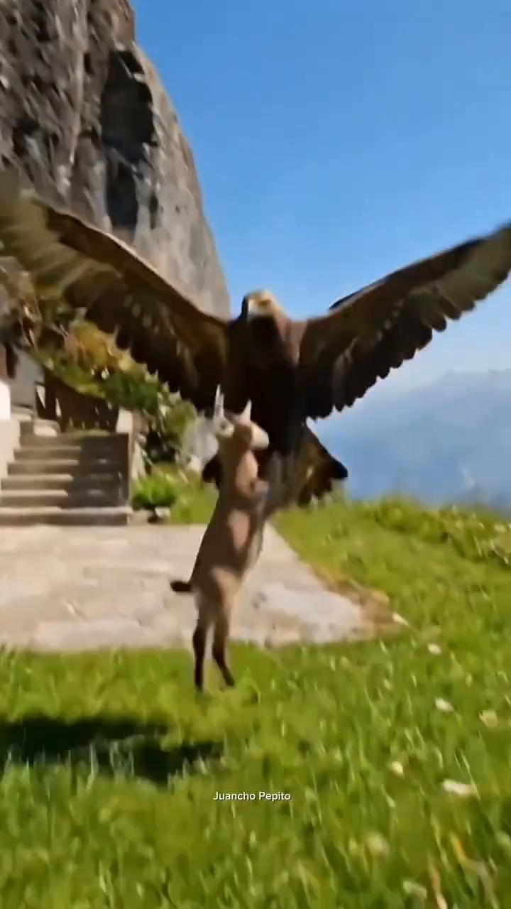 eagle brings baby back。