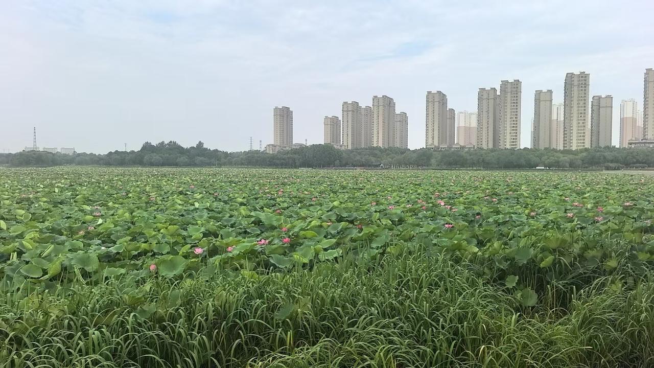 城市绿洲，静谧荷塘，高楼林立，自然与都市的和谐共存。