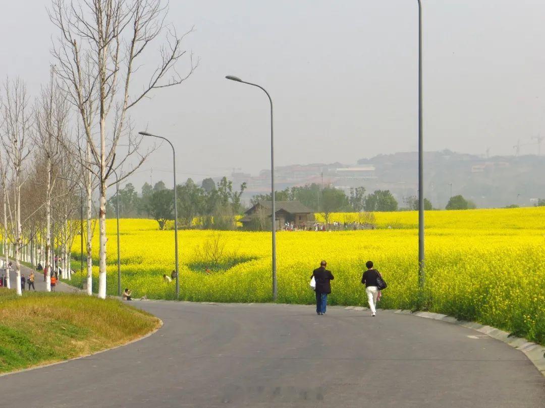 #广阳岛油菜花海将迎来盛花期#免费！公交直达！重庆广阳岛油菜花海即将迎来盛花期！