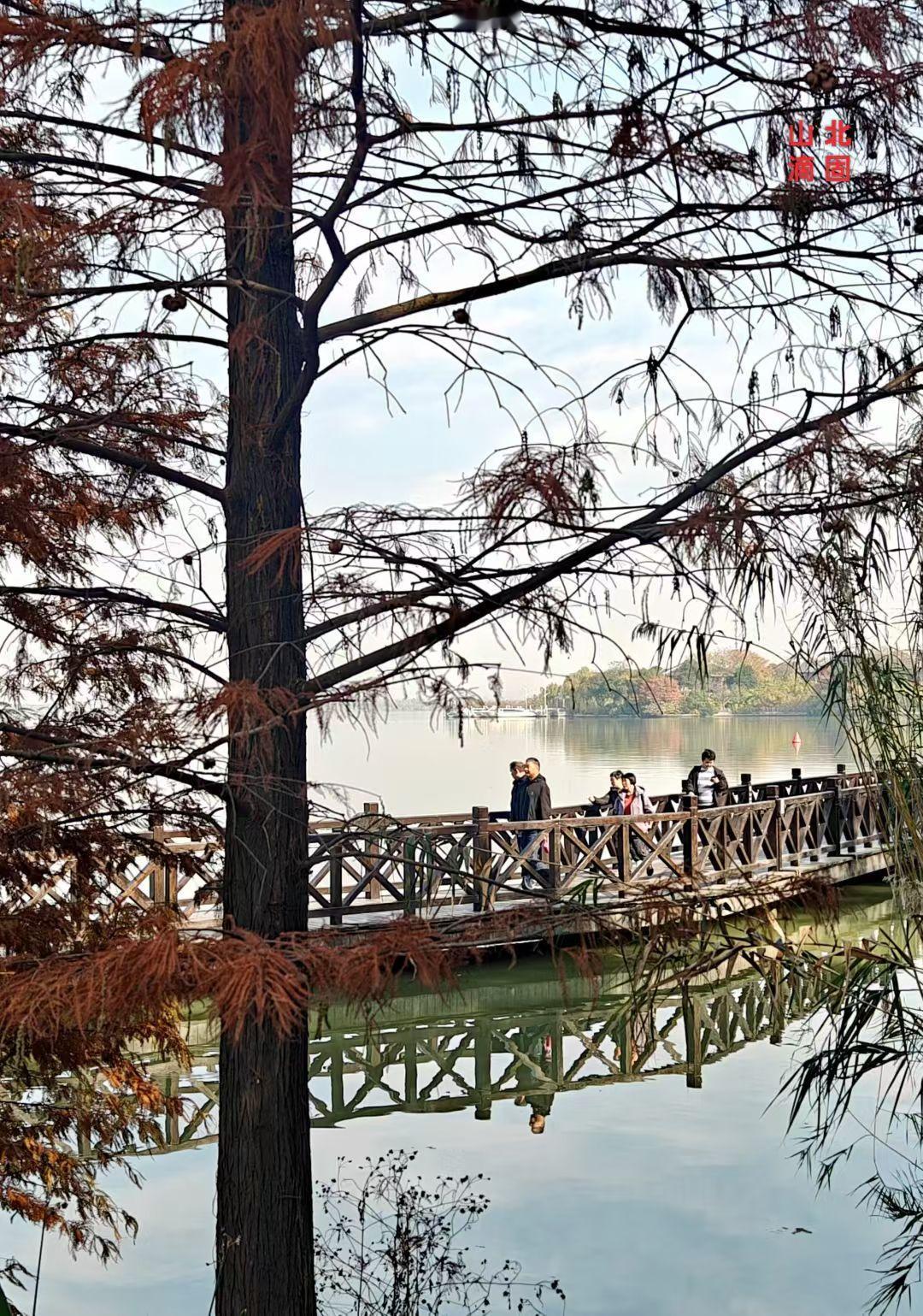 红枫裹着秋阳暖，风车转着彩，风筝垂着光——老人的小摊子，把日子扎成了蓬松的糖。