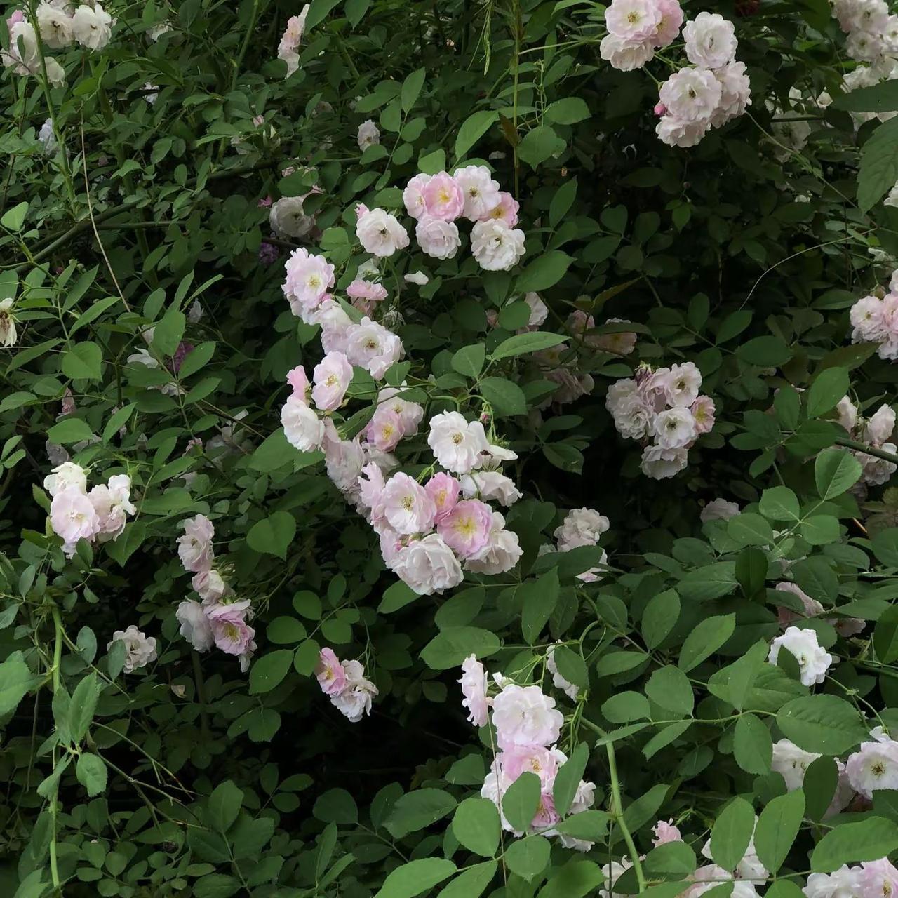 plog｜薄荷之夏🍃 谢谢春天，谢谢阳光，谢谢鲜花plog ootd 夏日穿搭