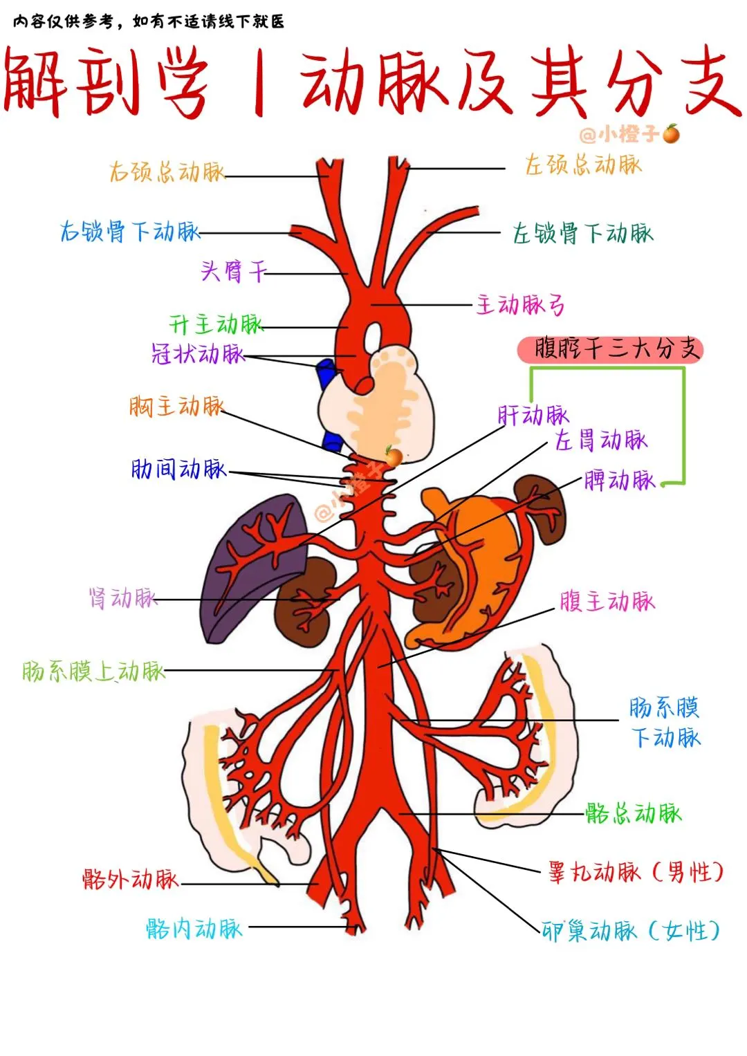 📖解剖学笔记｜动脉及其分支✅
