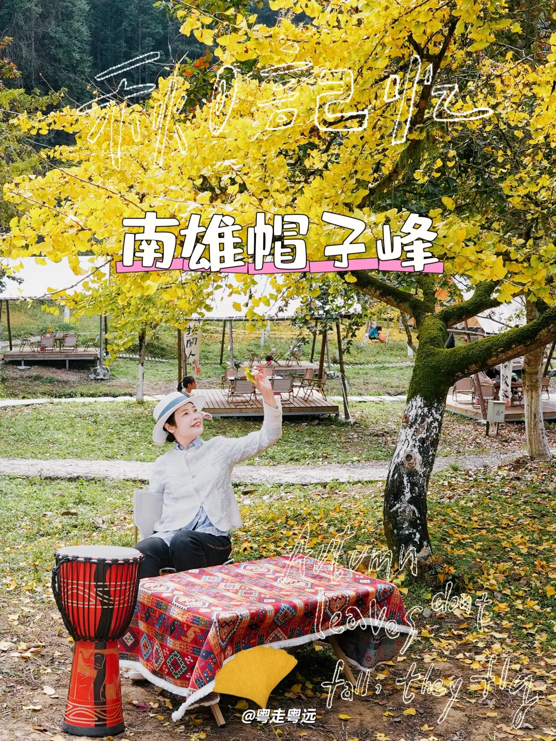 广州周边南雄银杏秋韵 岭南深处的金色诗画