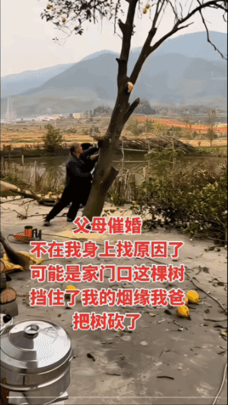 推倒门前大树，
只为女儿早结姻缘！
若再无果，
就考虑移走门对面的大山！