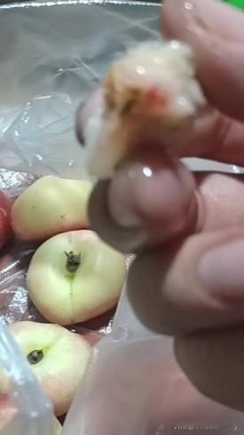 小蟠桃12块一斤！以为是新品种，一吃就是桃子味，科技真强大

哈喽，大家好，我是