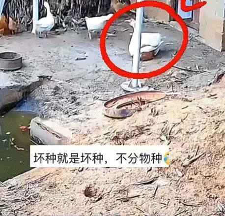 “解释不清了！”河南，一女子买菜回家时，突然发现家里2只大鹅正在欺负一只小鸡，其