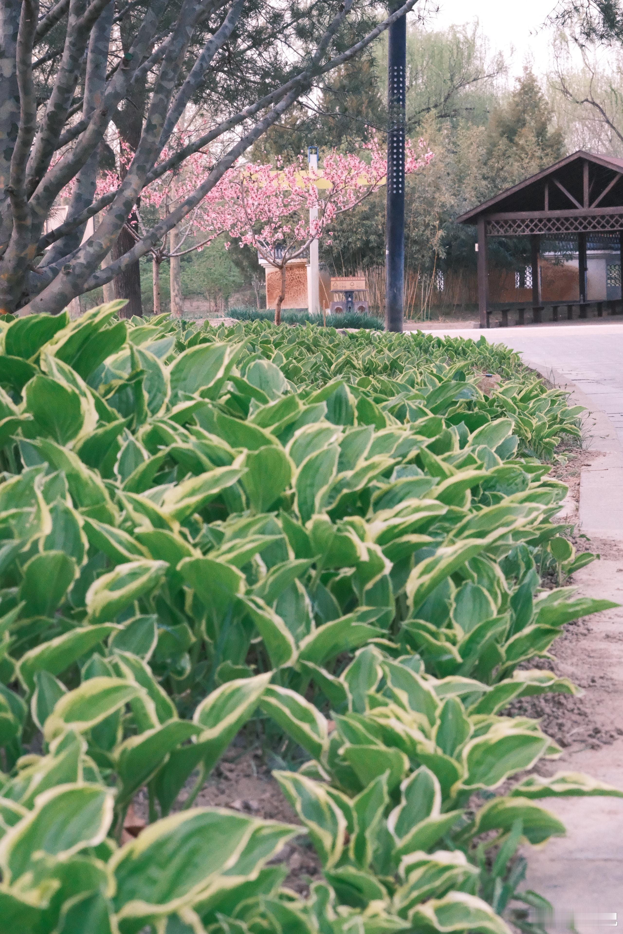 门口公园溜达一圈，感受一下春的气息但是这柳絮……啊湫啊湫啊湫 北京