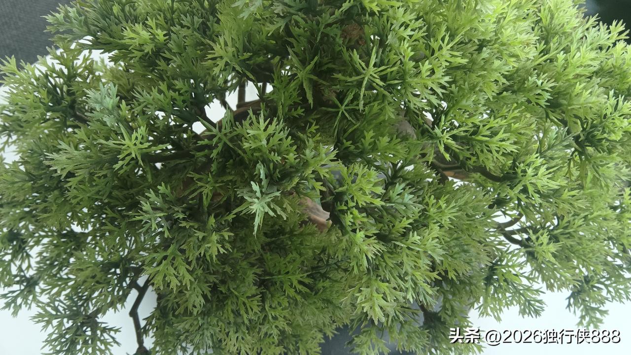 这样的执业药师工作是不是大家都想？

认识一个执业药师姐姐，去年退休后，去一个连
