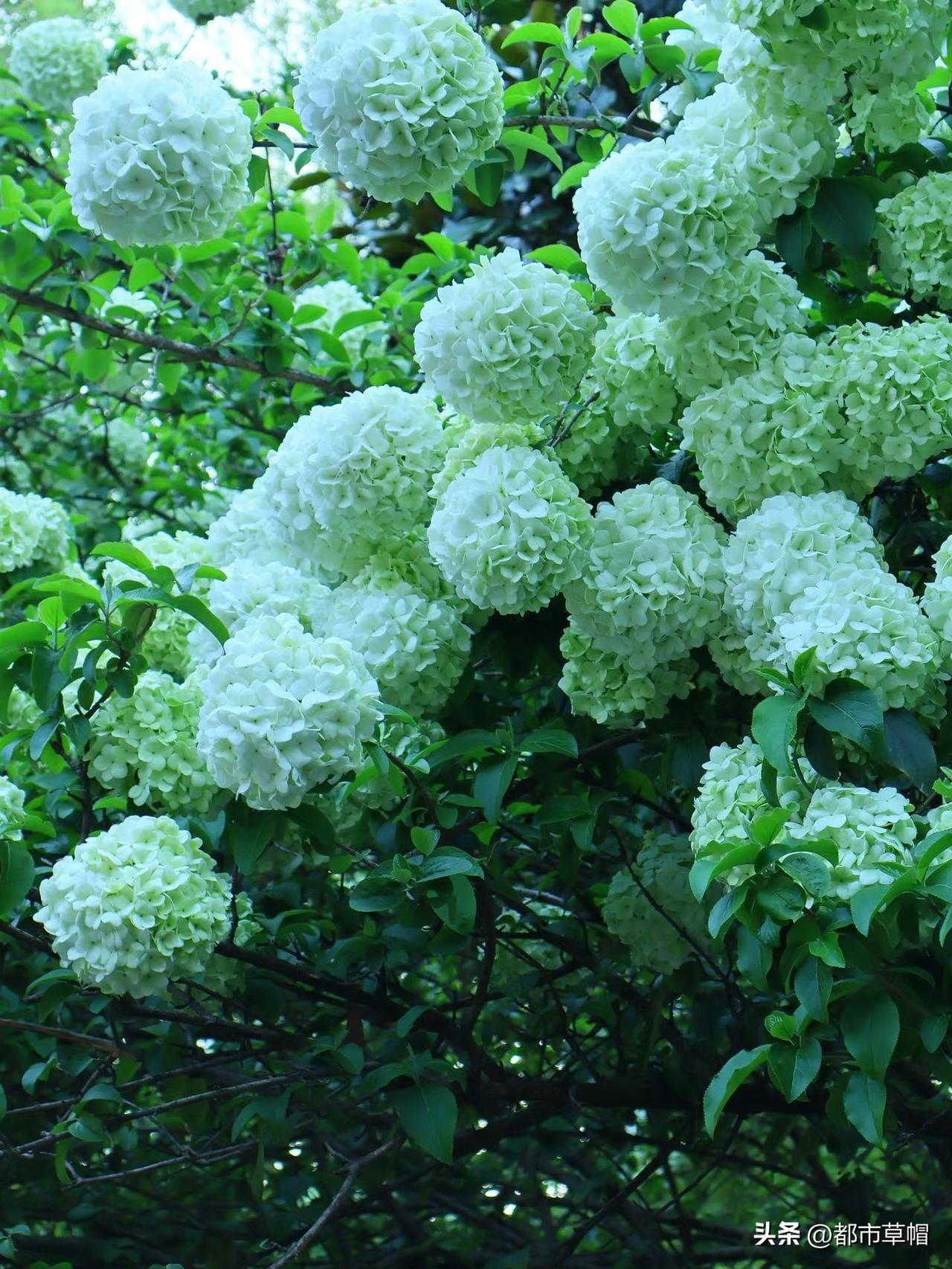 我原来不喜欢绣球花的味道，后来去城隍阁参观了绣球花展，发现绣球花也有很多种颜色，