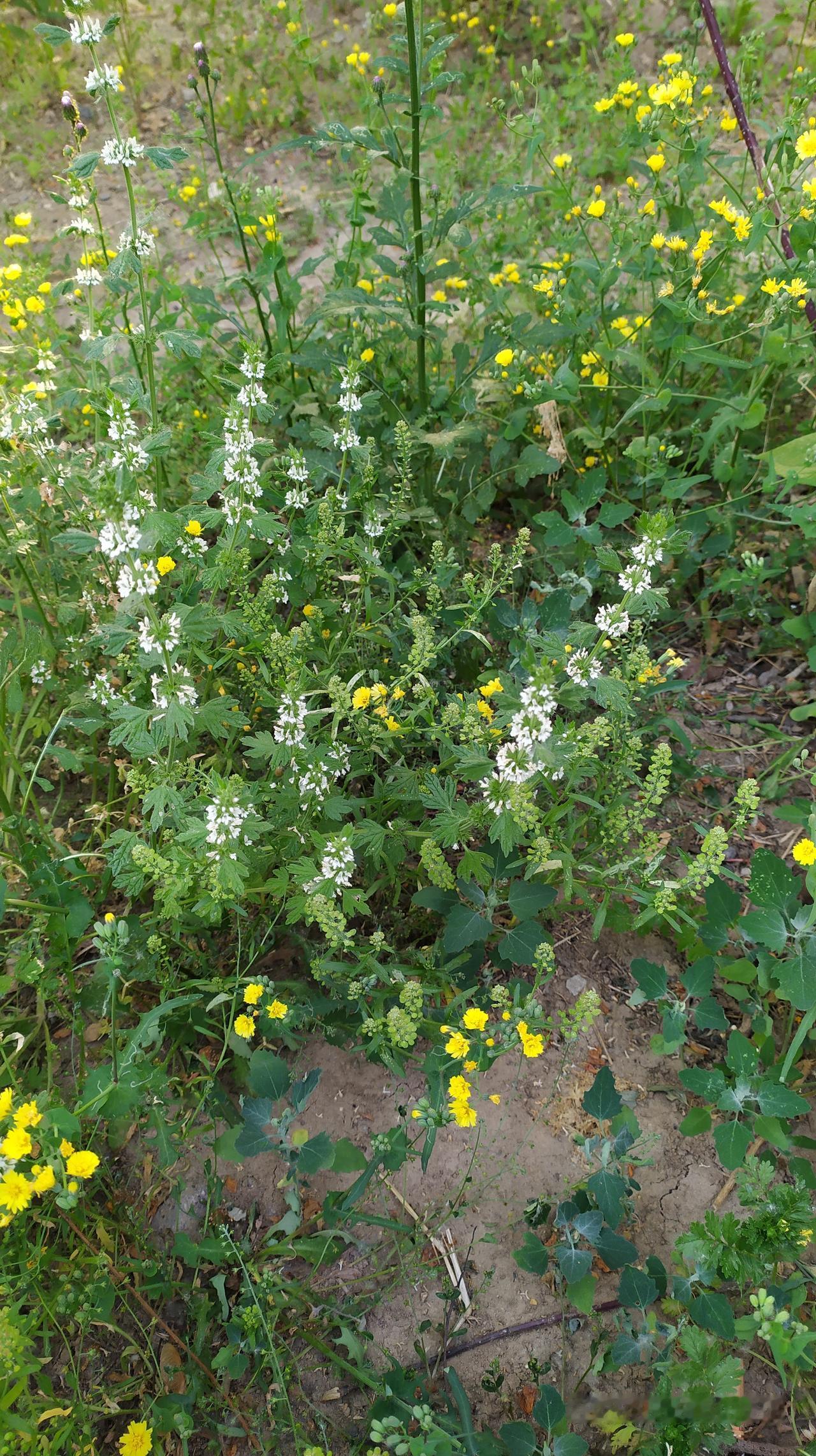 对联飞花令 夏枯草花
出句：治夏能将身入药（雪浪）