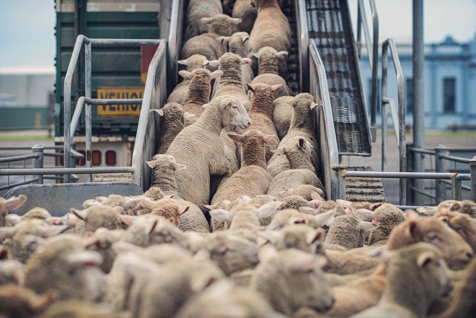 在胖东来排队超4小时顾客发声 疯狂的“羊群效应”，几千年历史了。没办法！