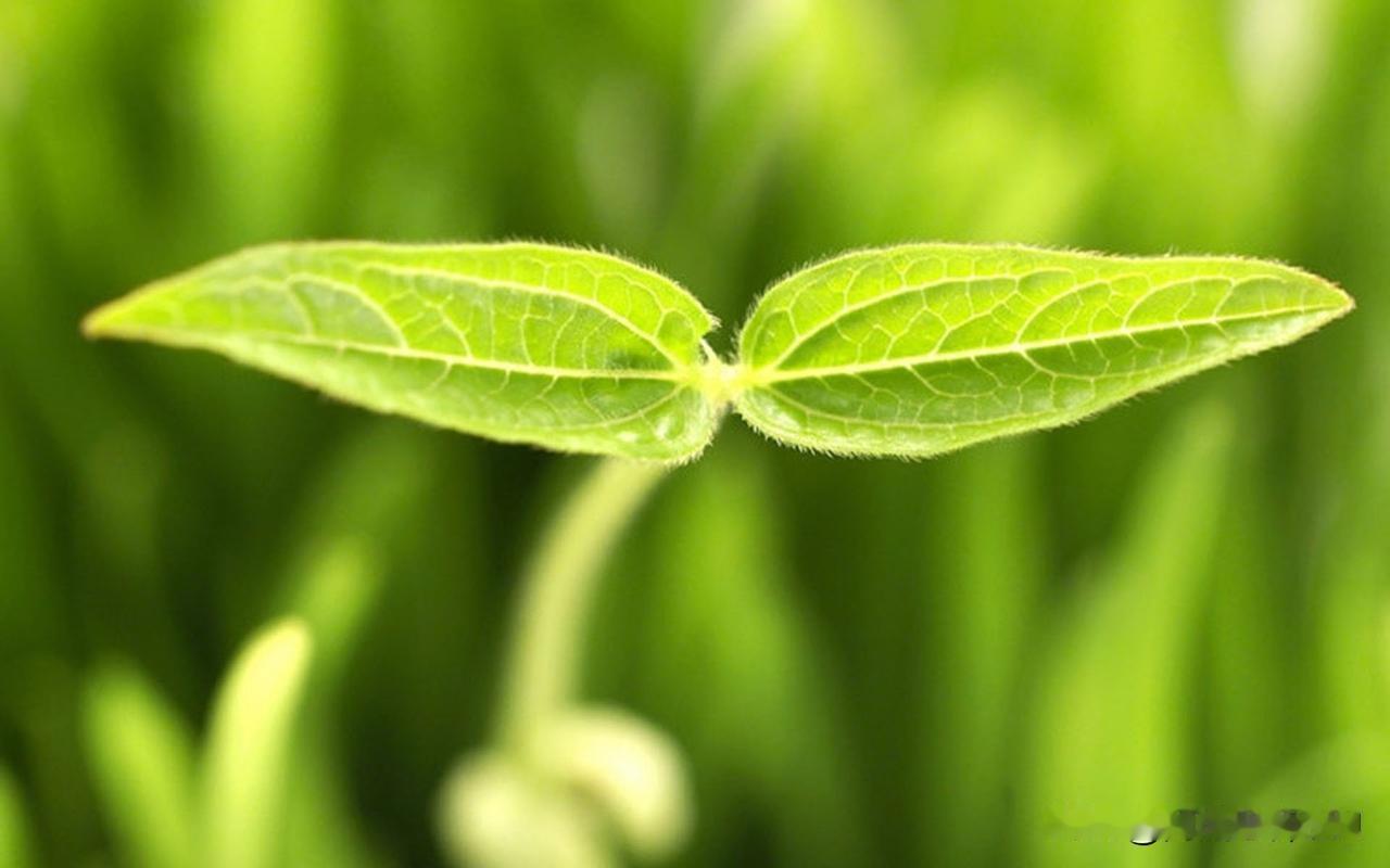 昨天早上，同事杨老师问我清明假期有没有回乡下，我说我想回的，但被母亲一口回绝了。