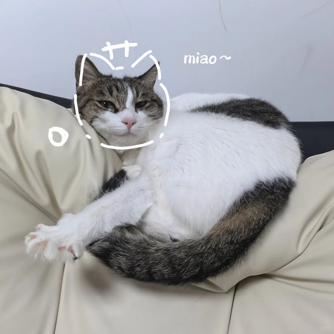 喵～
