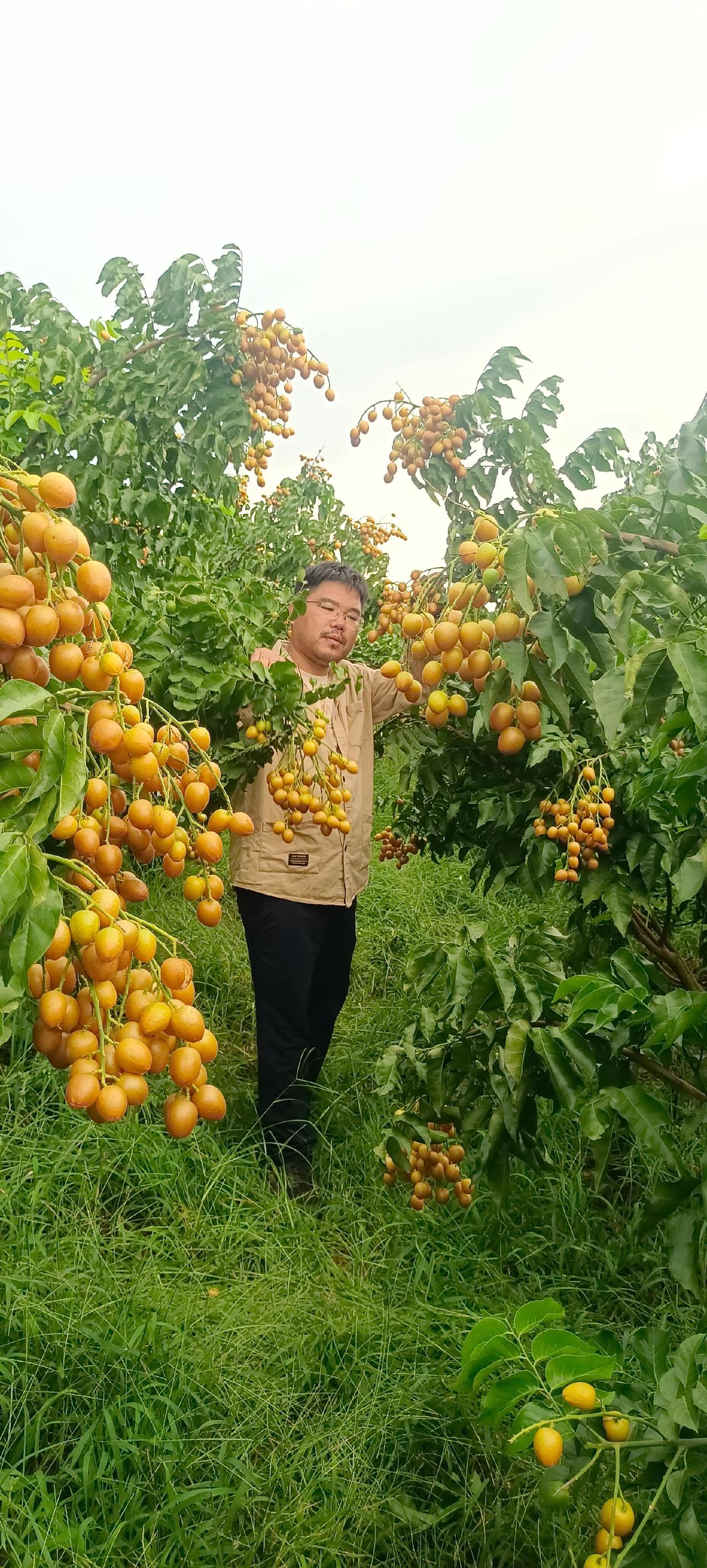鸡心黄皮4.5斤/件38元，顺丰+冰袋+保温袋+泡沫箱低温发货，大部分地区隔天达